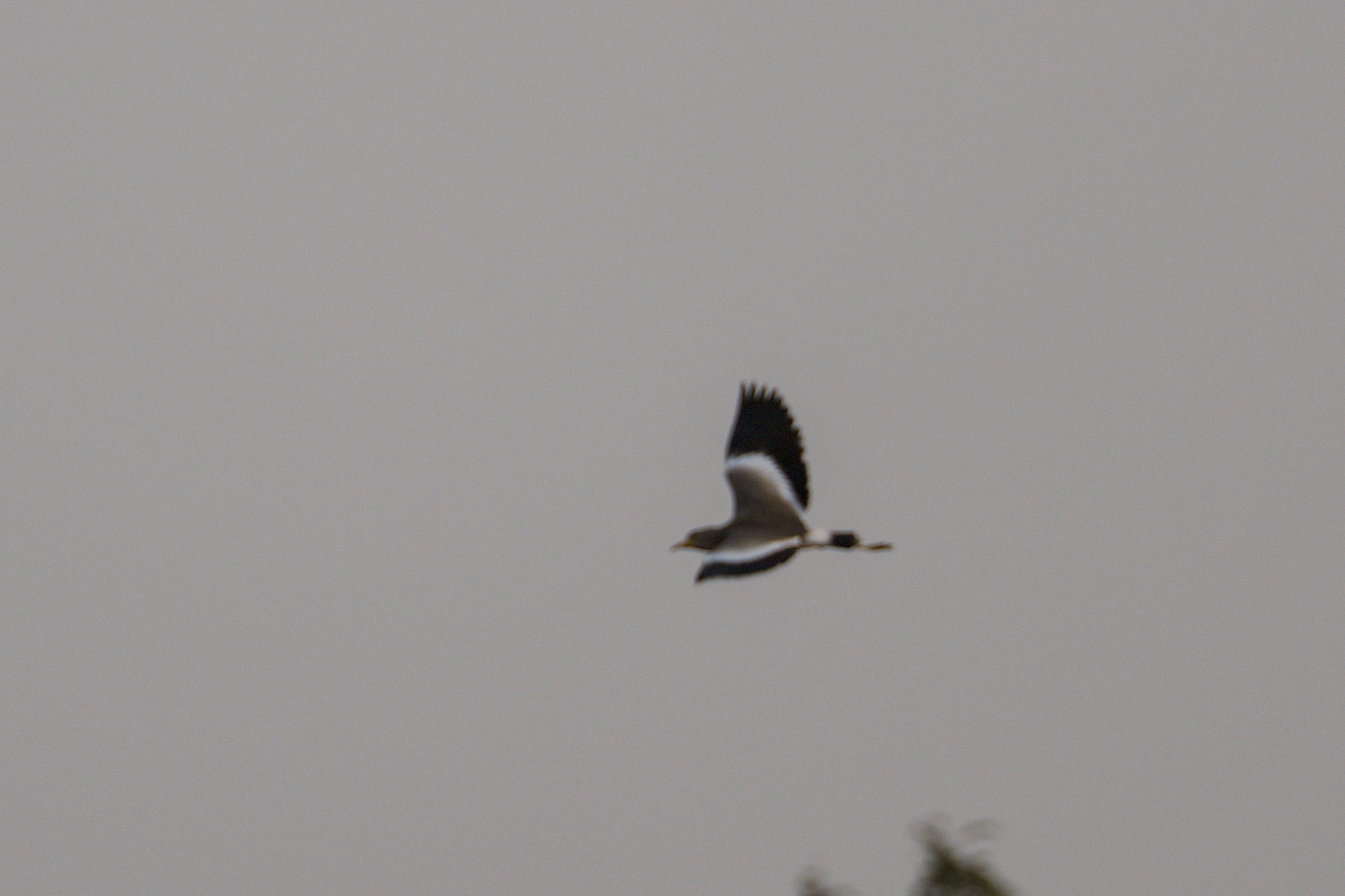 African Wattled Lapwing (Vanellus senegallus), photo 10