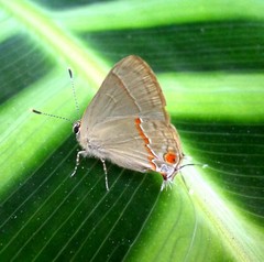 Arzecla tucumanensis