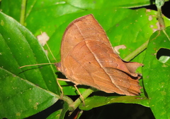 Taygetis nympha