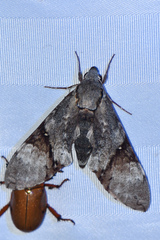 Manduca lefeburii