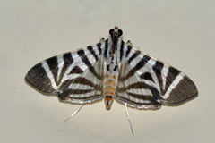 Spilomela perspicata