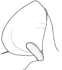 Miniopterus mossambicus
