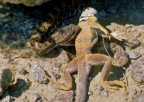 Desert Collared Lizard, Oregon, US, photo 7 of 10