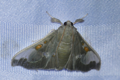Siga pyronia