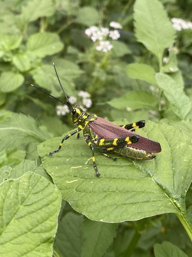Soldier Grasshopper