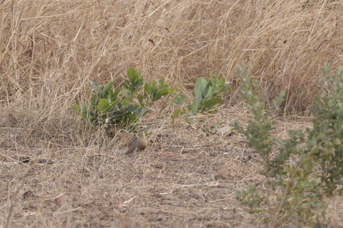 Temminck's Courser (Cursorius temminckii), photo 9