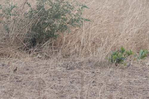 Temminck's Courser (Cursorius temminckii), photo 10
