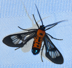 Sarosa notata