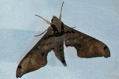Adhemarius gannascus