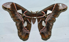Rothschildia lebeau