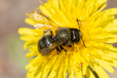Osmia lignaria propinqua