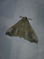 Siga pyronia