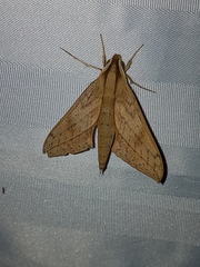 Xylophanes anubus