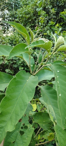 Solanum granulosoleprosum, photograph 6