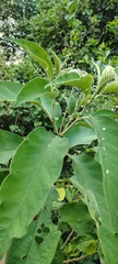 Solanum granulosoleprosum, photograph Pablo H Capovilla, CC BY, iNaturalist via GBIF