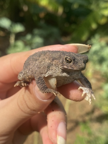 granular toad