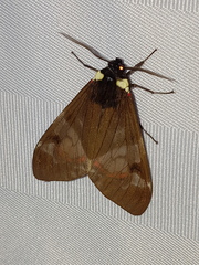 Dysschema marginalis