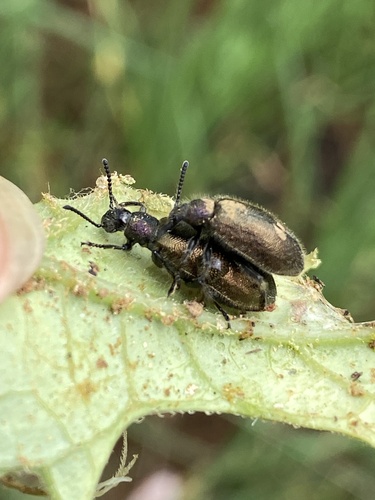 Hairy Darkling Beetle