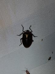 Rhyssocephala