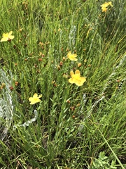 Hypericum lalandii