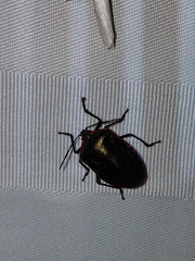 Rhyssocephala