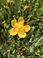 Hypericum lalandii