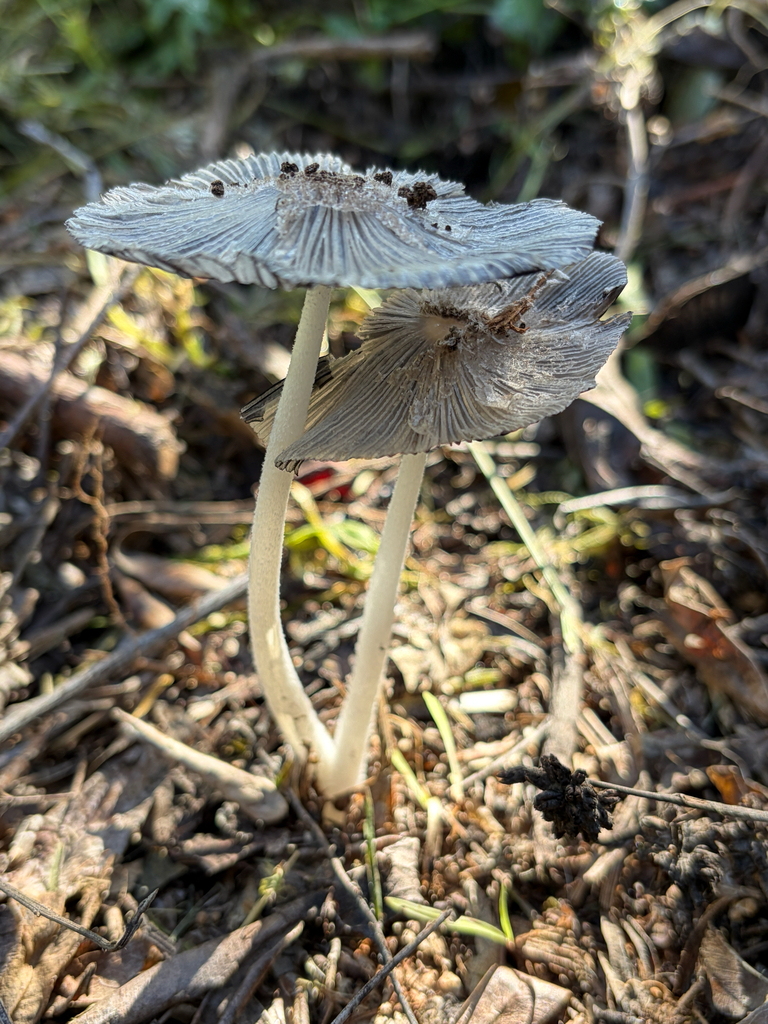 Coprinopsis lagopus · February 2026 · photo: © jenniferarrow7 (iNaturalist, cc-by)