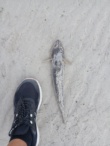 Platycephalus laevigatus