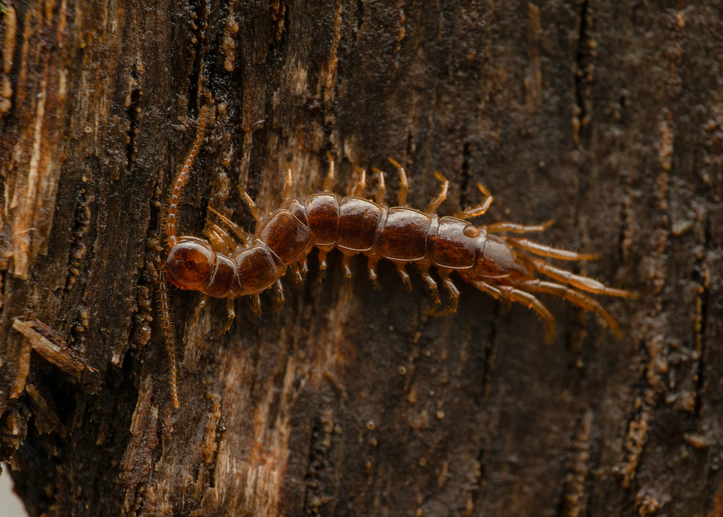 Monotarsobius