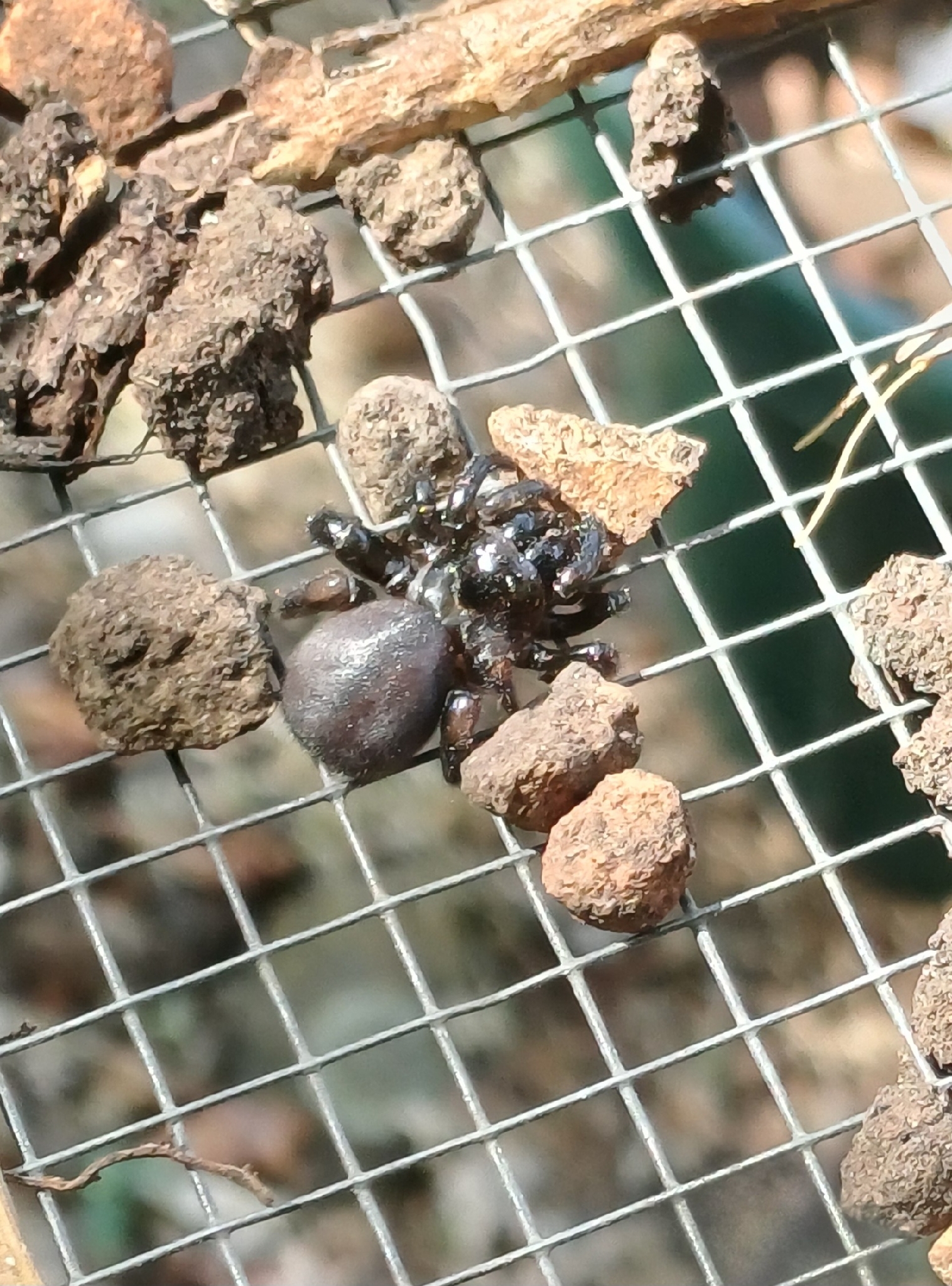 Actinopus robustus (O.Pickard-Cambridge, 1892)