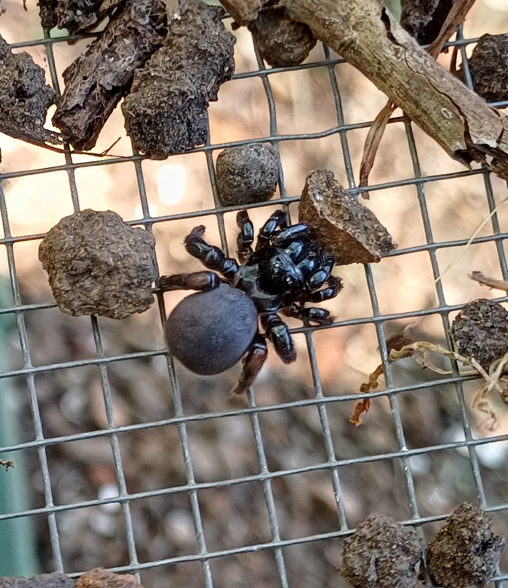Actinopus robustus (O.Pickard-Cambridge, 1892)