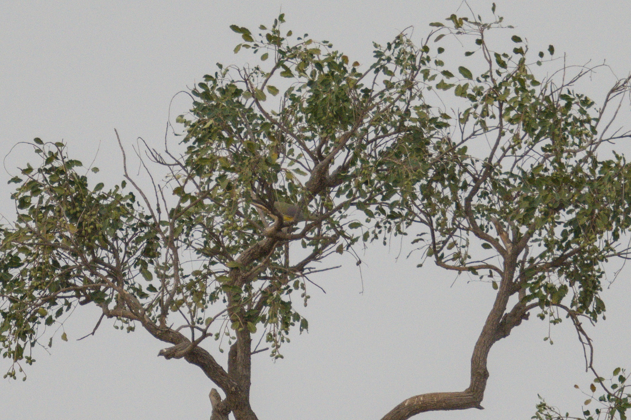 Bruce's Green Pigeon (Treron waalia), photo 4
