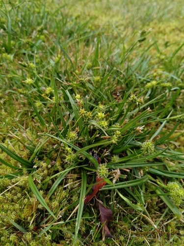 Carex demissa