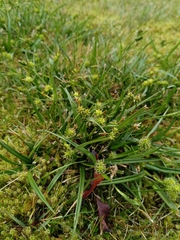 Carex demissa