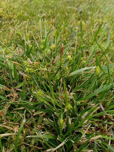 Carex demissa, photograph 1