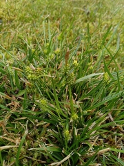 Carex demissa, photograph Colin Meurk, CC BY, iNaturalist via GBIF