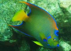 Queen Angelfish photo 4