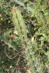 Stenocereus standleyi