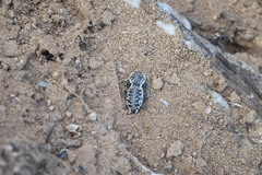 Zopheridae