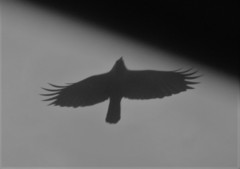 Corvus splendens