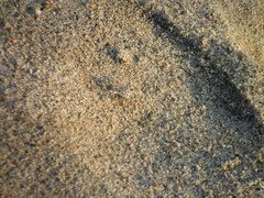 Ocypode occidentalis