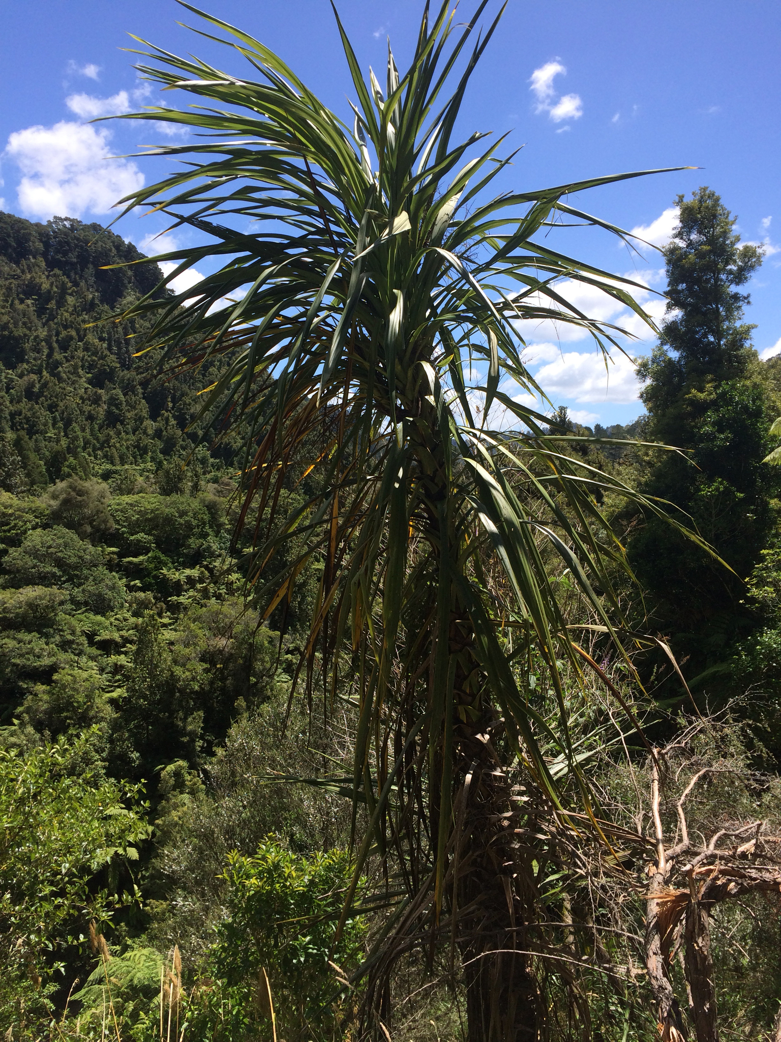 Cordyline × gibbingsiae Carse