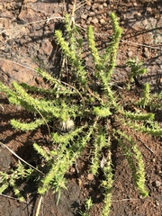 Crassula lanceolata transvaalensis