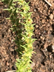 Crassula lanceolata transvaalensis