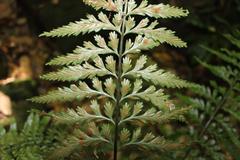 Asplenium lamprophyllum