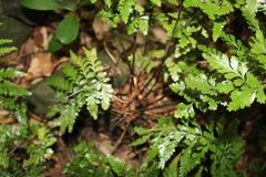 Asplenium lamprophyllum