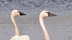 Cygnus columbianus columbianus