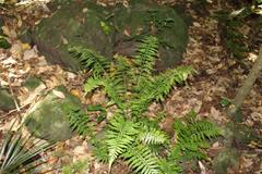 Asplenium lamprophyllum