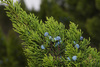 Ashe Juniper - Photo (c) e0n_, some rights reserved (CC BY-NC), uploaded by e0n_