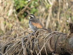 Turdus eunomus